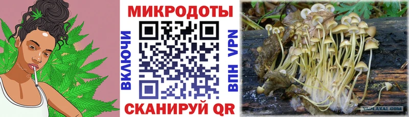 где купить   Куртамыш  Галлюциногенные грибы GOLDEN TEACHER 